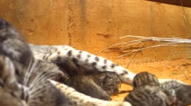Five Bobcat Kittens Born in Cattleguard at Wildlife Management Area in Texas
