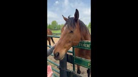 Retired Racehorse Takes Little Nibble