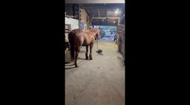 Horse Tosses Rope To Entertain Cat