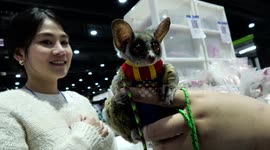 Exotic Pets at Thailand's premiere annual pet event, Pet Expo