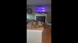 Dog Perches on Half Wall With Cat