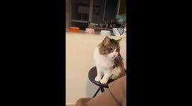 My Cat Asking for Pets Never Gets Old