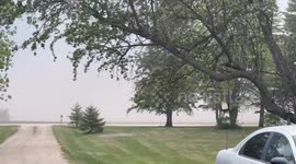 High winds in Minnesota take down Tree