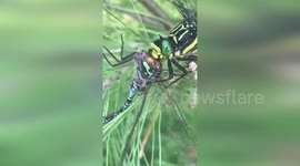 US: Dragonfly Eats Another Dragonfly In Voyageurs National Park