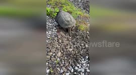 US: Snapping Turtle Gently Burying Her Eggs On Rocky Riverbank