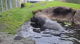 Endangered Tapir Calf Ume to Make Public Debut Friday