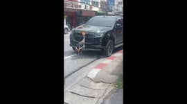Golden crowned crane blocks parked car on road in Thailand