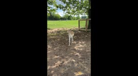 This Fallow Deer loves some lunch time without any other visitors