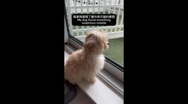 Puppy barking furiously at enemy which turns out to be a hanging vine