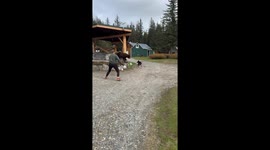 Shocking moment dog chases huge bear up tree during salmon cookout in Alaska