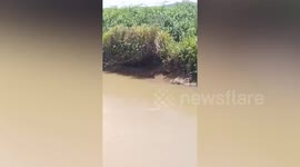 Crocodile kills farmer, 45, as he crosses river in Indonesia