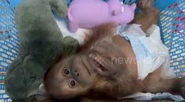 Baby orangutan siblings saved from smugglers in Thailand