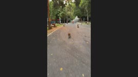 Angry monkey chases away tourist in Thailand