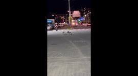Caring dogs try to pull dead friend out of road