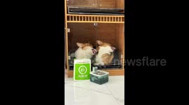 Like mother, like son: Corgi mum and pup sleep in synch with faces squashed up against glass
