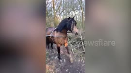 Runaway horse chases teen and tramples his bike in London forest