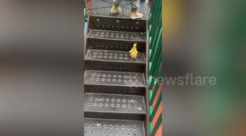 Pet duck joins little girl on playground slide