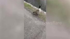 Man rescues baby goose after crow attacks flock
