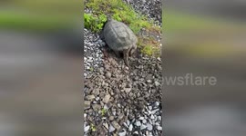 Snapping turtle found burying her eggs on riverbank
