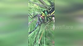 Dragonfly cannibalism seen in park in Minnesota