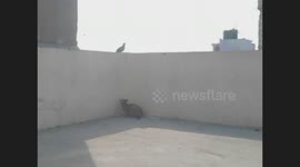 Street Cat’s 20-Minute Hunt: Video of a Cat’s Stealthy Pigeon Chase and Capture