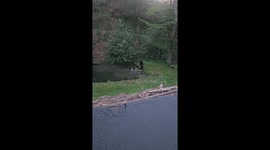 Black Bear Cubs Splash In Water Together
