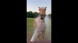 Horse Wiggles Mouth When Sprayed With Hose
