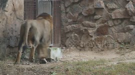 Excited Lion’s Cage Run: A Stunning Video of Its Return After Enclosure Adventure