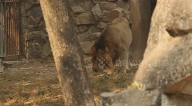 Lion’s Funny “Laughing” Face Captured on Camera