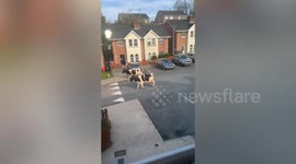 Escaped cows spotted gallivanting around residential street