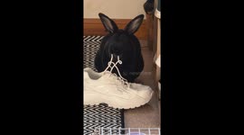 Bunny Munches Shoelaces