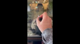 Betta Fish Wins Game of Tic-Tac-Toe