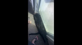 Sunbathing Kitty Blocks Dogs' Doorway