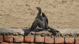 A cormorant’s sunbathing moments were captured on camera