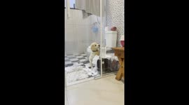 Golden Puppy Aslam Makes Toilet Paper Mess
