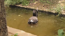 The black swan's mating ritual was caught on camera