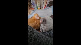 Content Chickens Make Purring Noises