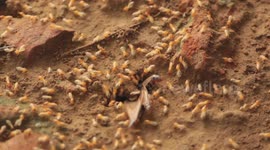 Young termites emerge from the soil and begin their first flight in the sky