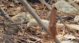 Lizard Showdown: Epic Mouth-Fight Battle Unleashed. Lizards Lock Jaws in Wild Fight