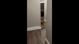 Cat Yearns To See Butterfly Growing Kit