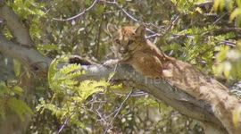 US, Los Angeles: Santa Clarita Mountain Lion Roaming Neighborhood With Sound On Tape