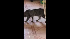 Pet cat plays with snake on living room floor of home