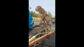 Coconut collecting monkeys ride on the back of motorcycle