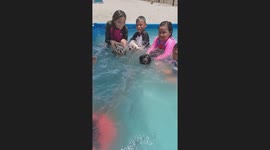 Pet dogs have swimming race in paddling pool