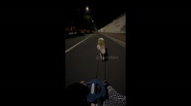 Pet dog pulls owner along road on a go-kart