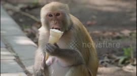 A mother monkey enjoys licking a cone of ice cream during the summer season at the Delhi Zoo