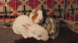 The cutest friendship between bunnies and a guinea pig was captured