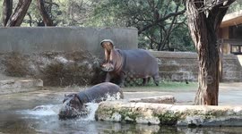 When a Hippo Yawns Big: Visitors Freak Out at Delhi Zoo