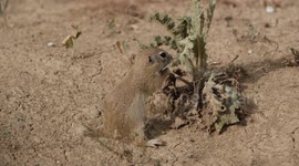 Türkiye: Asia Minor ground squirrels spotted feeding in meadows of central Türkiye