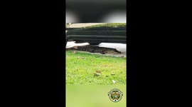 Clay County, Florida Sergeant Safely Relocates Gator From Neighborhood